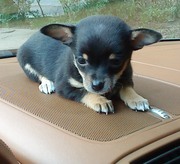 щенок той-терьера, девочка